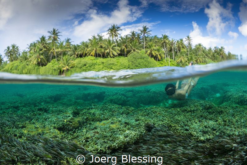 seagrass meadow by Joerg Blessing 