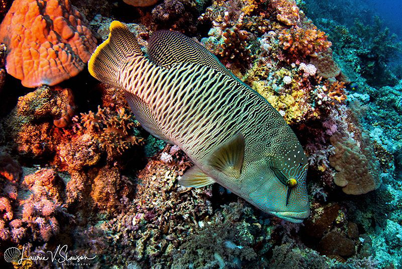 Napoleon Wrasse/Photographed with a Tokina 10-17 mm fishe... by Laurie Slawson 