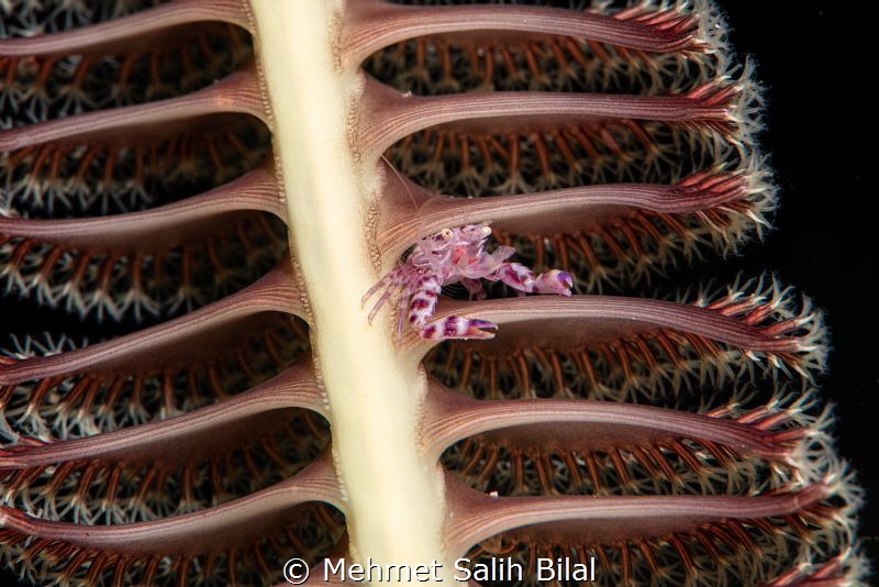 Porcelein crab on the sea pen. by Mehmet Salih Bilal 