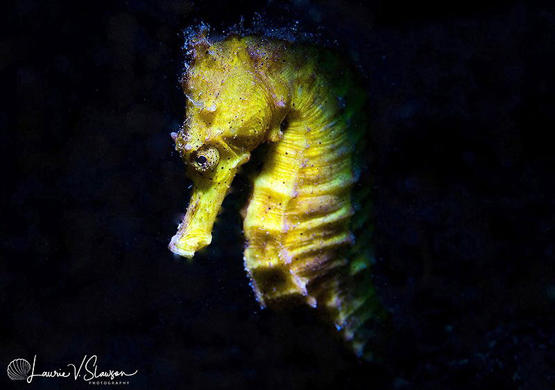 Female common seahorse/Photographed with a Canon 60 mm ma... by Laurie Slawson 