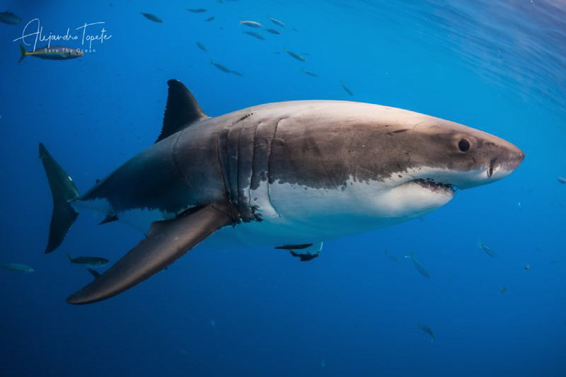 White Shark Atack, Isla Guadalupe México by Alejandro Topete 