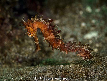 un·typ·i·cal

Thorny Seahorse - Hippocampus histrix

... by Stefan Follows 