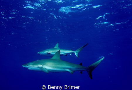 Sharks passing by by Benny Brimer 