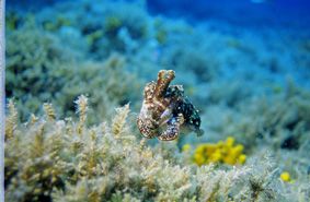 Sepia taken on a dive near Gangaro Island by Andy Kutsch 