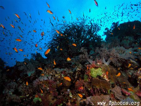 The Red Sea is simply amazing. by Zaid Fadul 