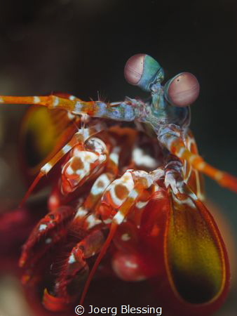 Peacock Mantis shrimp by Joerg Blessing 
