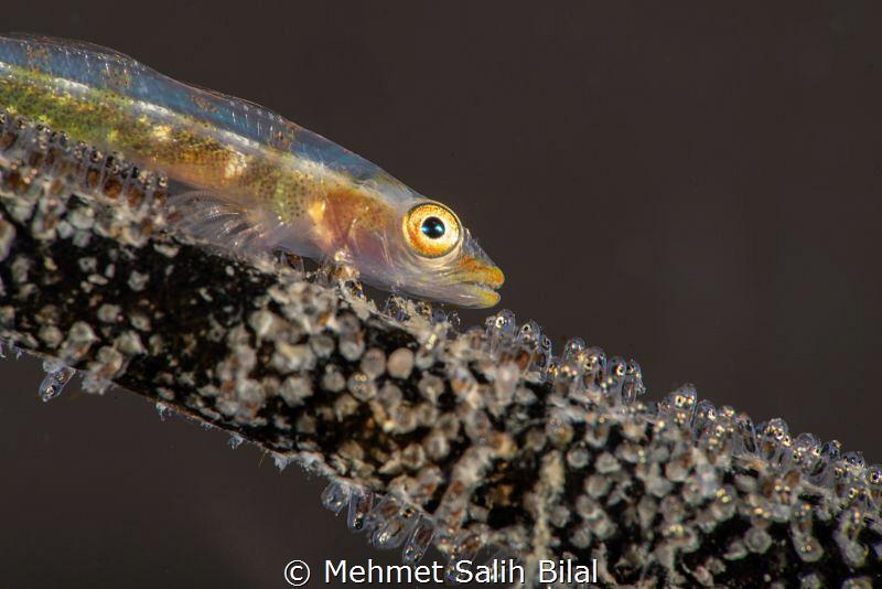 Wire coral goby with eggs. by Mehmet Salih Bilal 