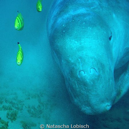 ulrich the dugong by Natascha Lobisch 