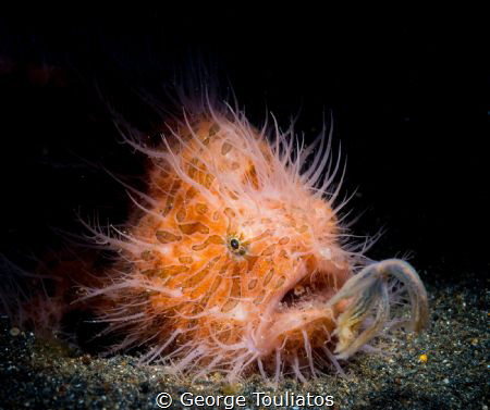 Hairy Frogfish!!! by George Touliatos 