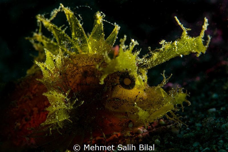 Ambon scorpionfish. by Mehmet Salih Bilal 