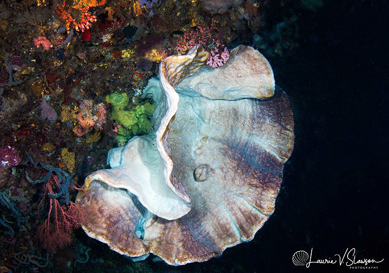 Coral In A Cave/Photographed with a Tokina 10-17 mm fishe... by Laurie Slawson 