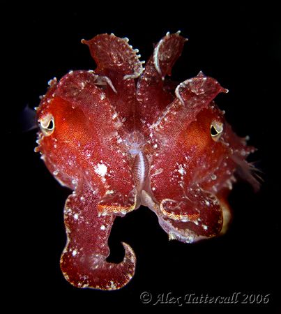 Cuttlefish have to be my favorite now... found this baby,... by Alex Tattersall 