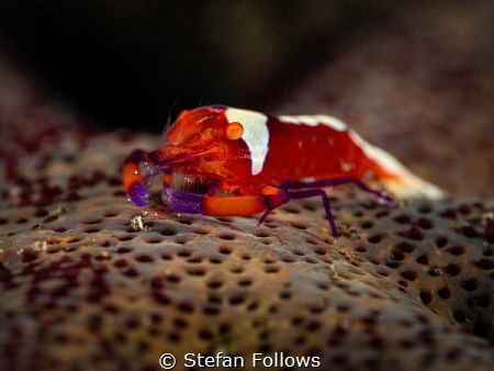Star Rider

Emperor Shrimp - Zenopontonia rex

Bali, ... by Stefan Follows 