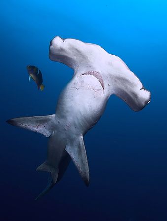 Think I may have startle this one. LOL! Hammerhead with K... by Rand Mcmeins 