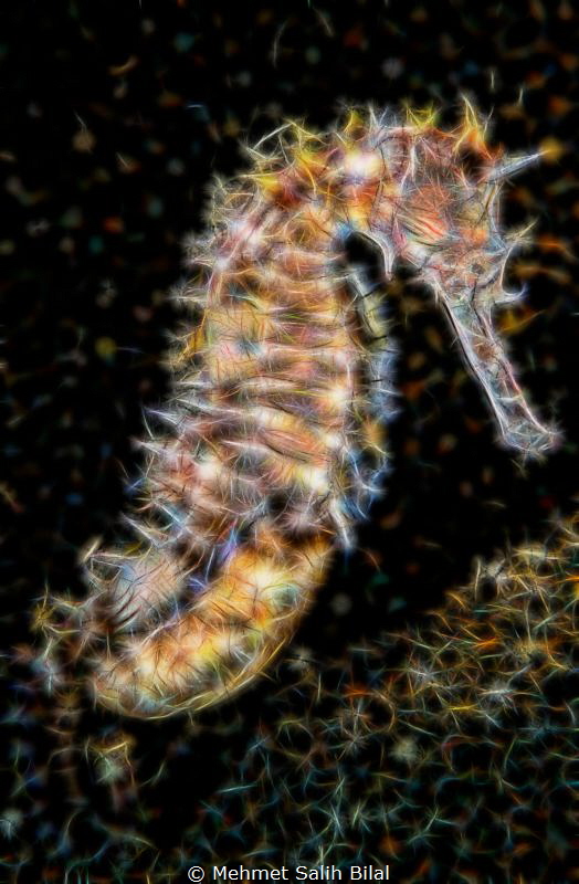 Thorny seahorse. by Mehmet Salih Bilal 