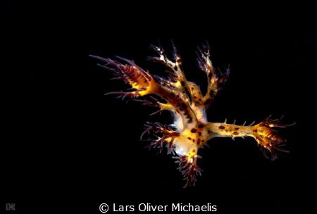 dendronotus regius
Anilao - Philippines
http://www.foto... by Lars Oliver Michaelis 