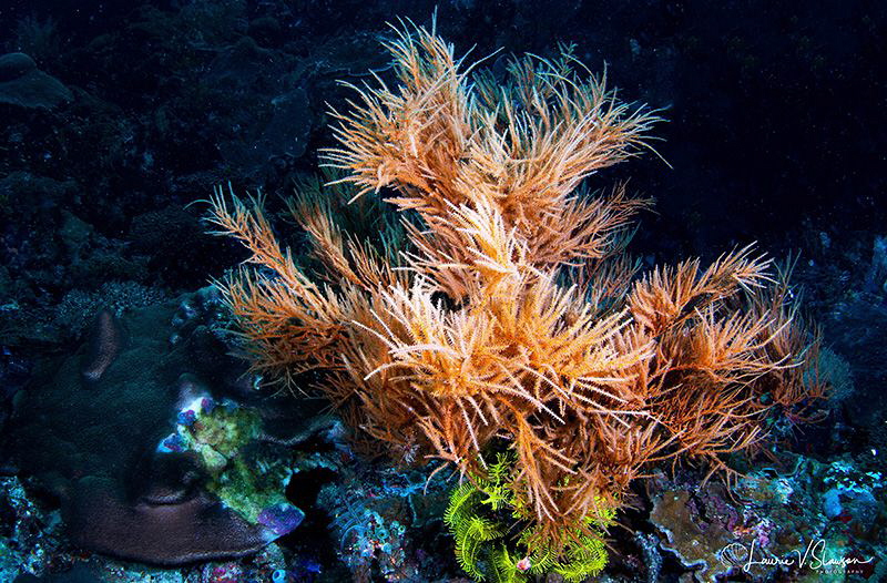 Cave Crinoids and Corals/Photographed with a Tokina 10-17... by Laurie Slawson 