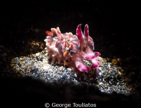 Flamboyant on the spot!!! by George Touliatos 