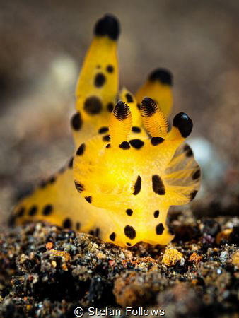Heart of Gold

Nudibranch - Thecacera sp.

Bali, Indo... by Stefan Follows 