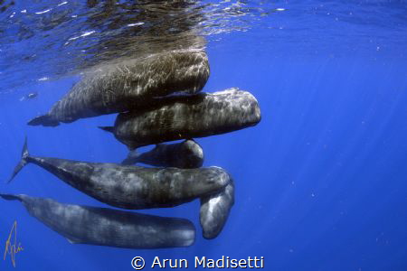 Rush hour. 
Sperm Whales off the Commonwealth of Dominic... by Arun Madisetti 