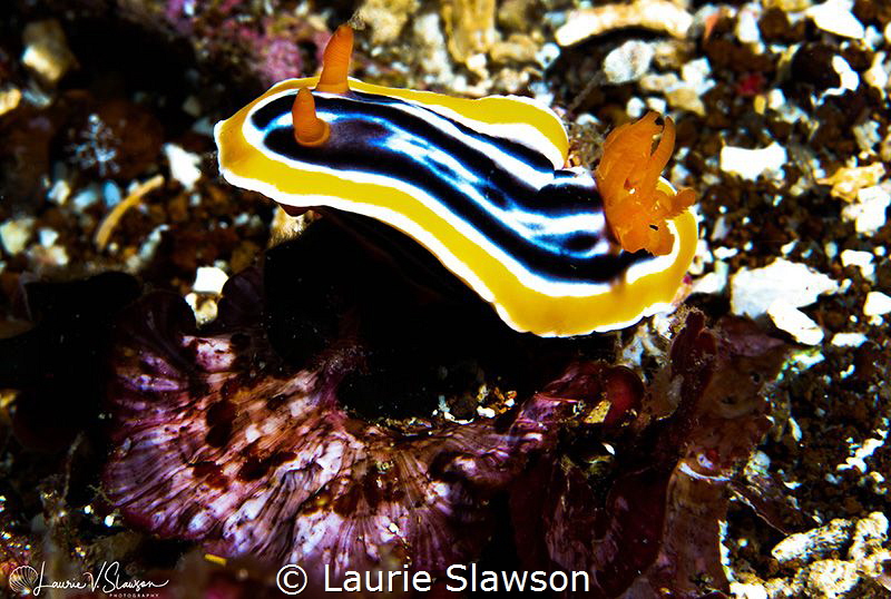 Chromodoris magnifica/Photographed with a Canon 60 mm mac... by Laurie Slawson 