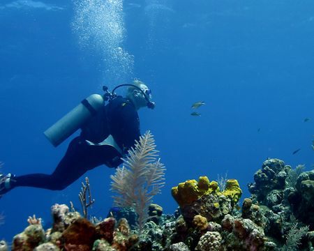 Terrifying reef encounter! Canon digital EOS, SB105 by Michael Canzoniero 