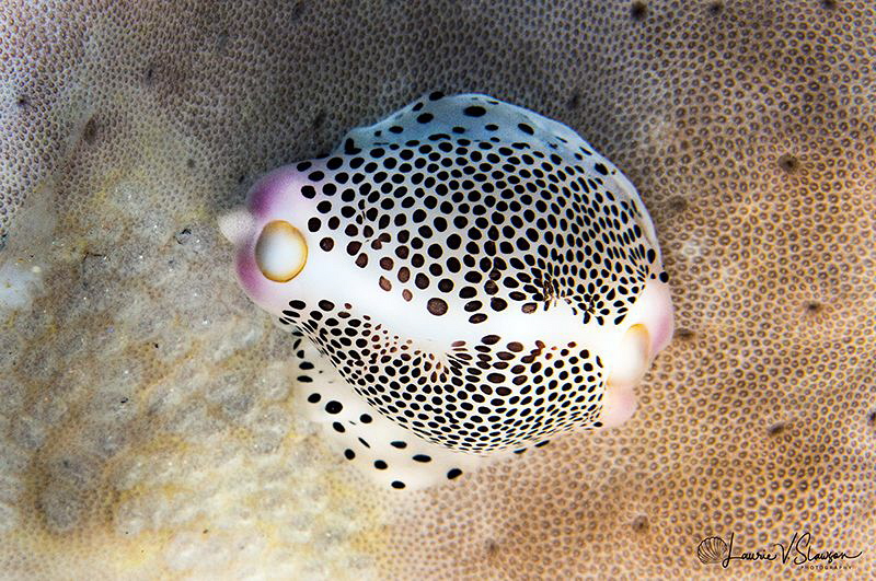 Black-spotted egg cowrie/Photographed with a Canon 60 mm ... by Laurie Slawson 