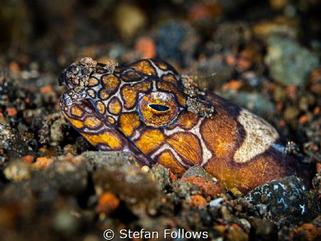 DT's

Napoleon Snake-eel - Ophichthus bonaparti

Bali... by Stefan Follows 
