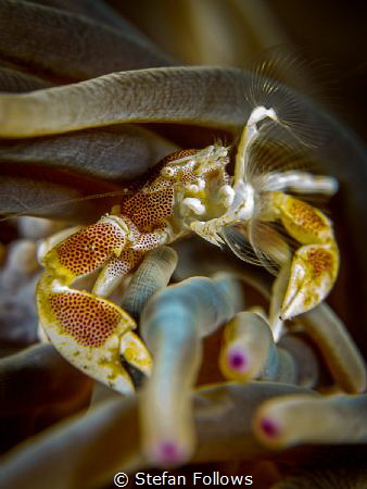 You gotta' Frond in me

Anemone Porcelain Crab - Neopet... by Stefan Follows 