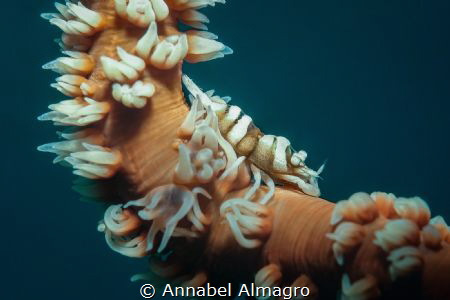 Whip coral shrimp, taken in PPB dive site, Panglao, Bohol... by Annabel Almagro 