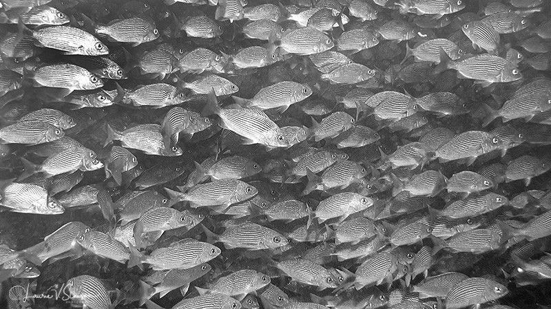 Too Many Fish in the Sea! (Panamic Porkfish)/Photographed... by Laurie Slawson 