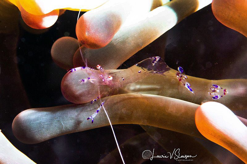 Sarasvati anemone shrimp/Photographed with a Canon 60 mm ... by Laurie Slawson 