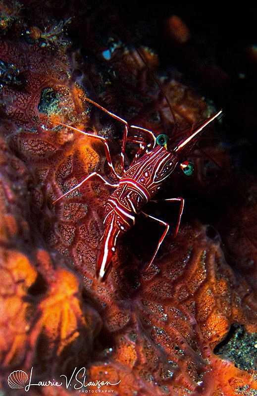 Dancing shrimp/Photographed with a Canon 60 mm macro lens... by Laurie Slawson 