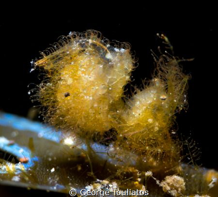 Hairy Shrimp!!! by George Touliatos 