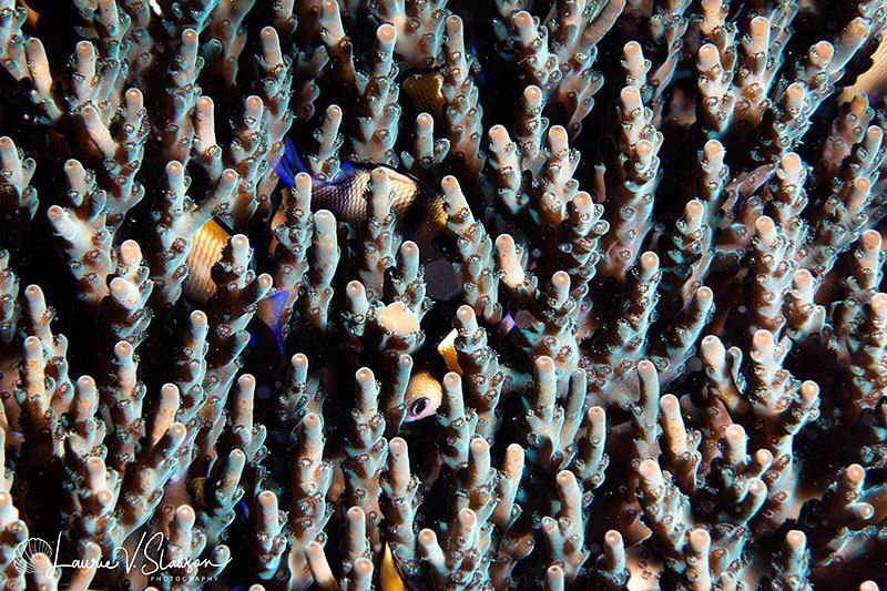 Fish Hiding in Coral Reef/Photographed with a Canon 60 mm... by Laurie Slawson 