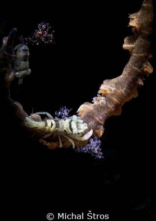 Coral shrimp Pontonides ankeri by Michal Štros 