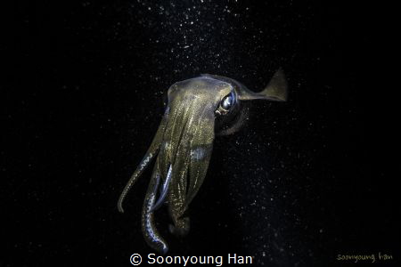 reef squid
teammax house reef nightdive by Soonyoung Han 