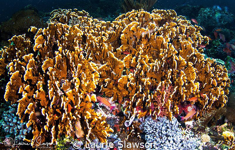 Coral Formation/Photographed with a Tokina 10-17 mm fishe... by Laurie Slawson 