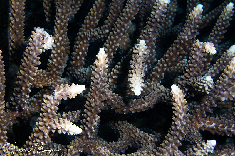 Coral Tips/Photographed with a Canon 60 mm macro lens at ... by Laurie Slawson 