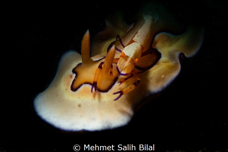 Imperial shrimp on the Chromodoris coi. by Mehmet Salih Bilal 