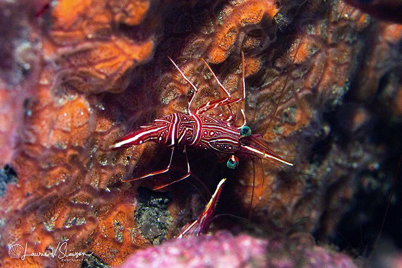 Dancing Shrimp/Photographed with a Canon 60 mm macro lens... by Laurie Slawson 