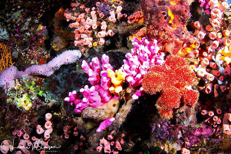 Coral Reef/Photographed with a Tokina 10-17 mm fisheye le... by Laurie Slawson 