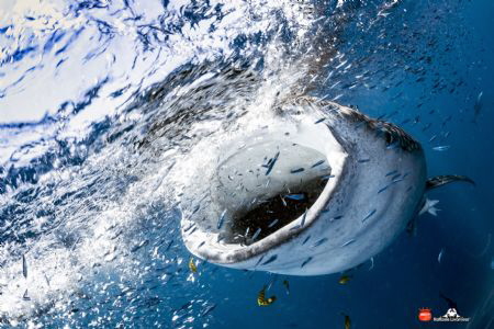 whaleshark feeding by Raffaele Livornese 