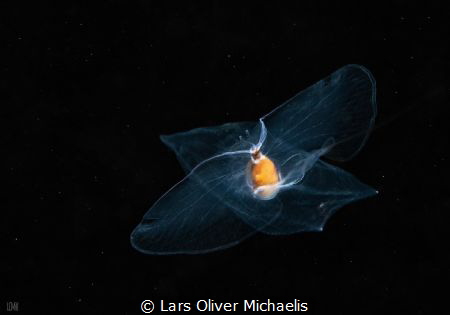 sea butterfly (Cymbulia peronii Blainville, 1818) by Lars Oliver Michaelis 