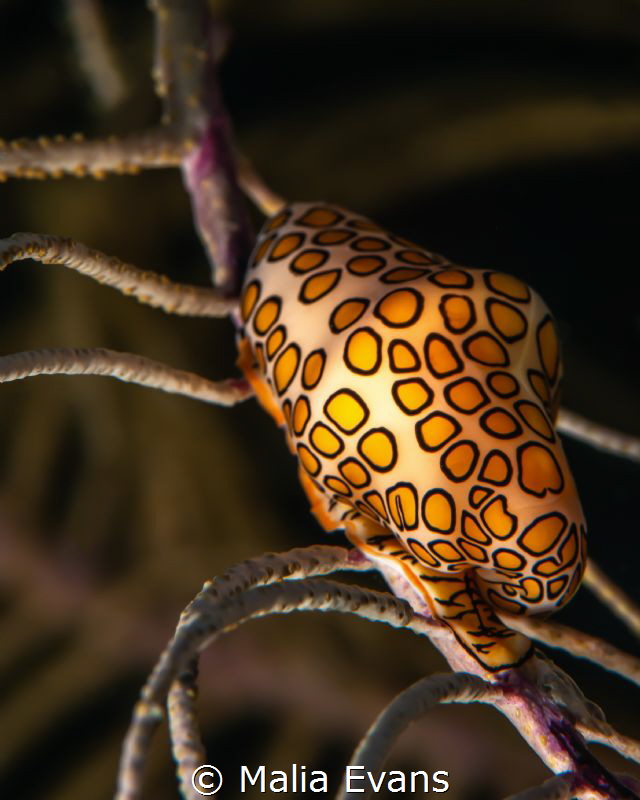 This is the Flamingo Tongue sea-snail. by Malia Evans 