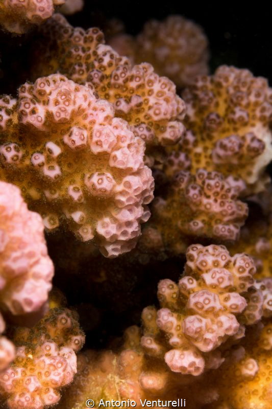 close -up hard corals by Antonio Venturelli 