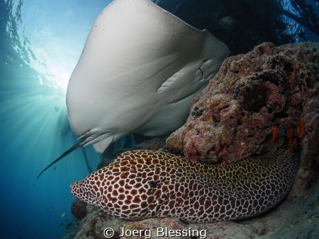 Moray and stingray by Joerg Blessing 