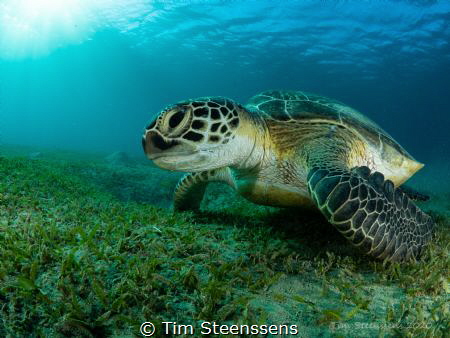 Green turtle in the bay of Abu Dabbab, Egypt. by Tim Steenssens 