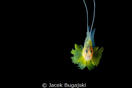 Soapfish during Black Water Diving - Anilao Photo Academy... by Jacek Bugajski 