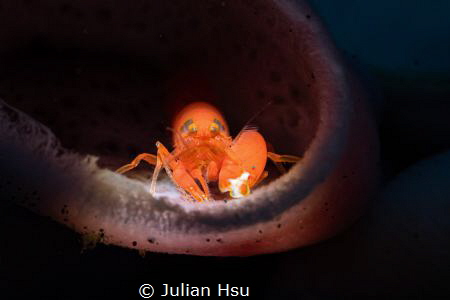 Snapping shrimp by Julian Hsu 